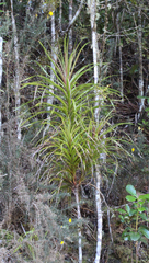 Dracophyllum sinclairii