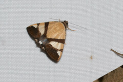 Eulepidotis julianata