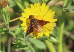 Chrysanthrax cypris