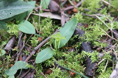 Chiloglottis cornuta