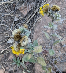 Grindelia subalpina