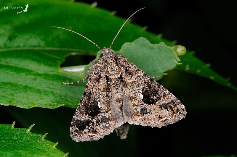 Ctenoplusia