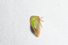 Smiliinae