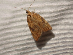 Acleris rhombana