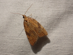 Acleris rhombana