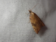 Acleris rhombana