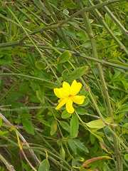 Jasminum mesnyi