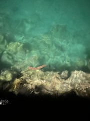 Pherecardia striata