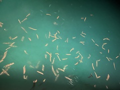 Pherecardia striata