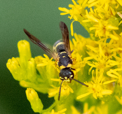 Parancistrocerus fulvipes