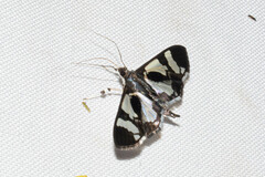 Desmia bajulalis