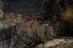 Eriogonum fasciculatum