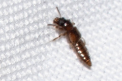 Bledius