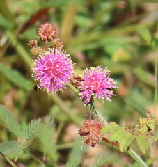 Mimosa quadrivalvis