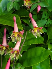 Tropaeolum pentaphyllum