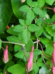 Tropaeolum pentaphyllum