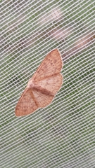 Cyclophora