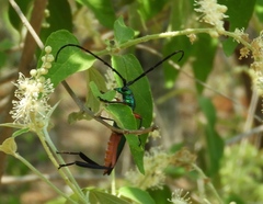 Plinthocoelium chilense