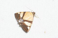 Eulepidotis julianata