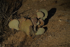 Opuntia basilaris basilaris