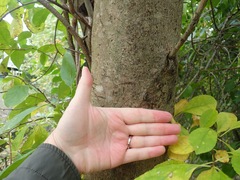Toona sinensis