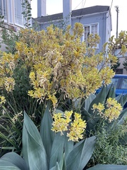 Anigozanthos pulcherrimus