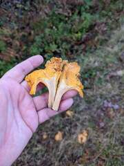 Cantharellus enelensis
