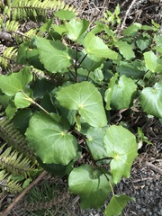 Piper excelsum excelsum