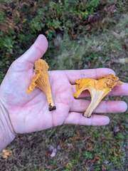 Cantharellus enelensis
