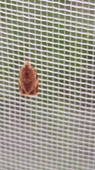 Adoxophyes privatana