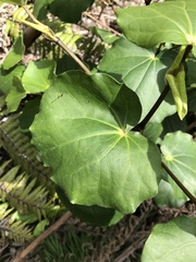 Piper excelsum excelsum