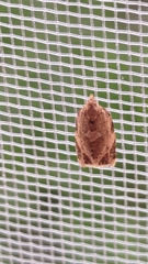 Adoxophyes privatana