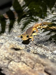 Ensatina eschscholtzii