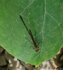 Odonata