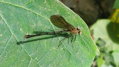 Odonata