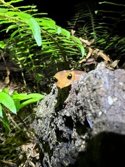 Ensatina eschscholtzii