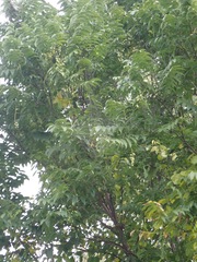Toona sinensis