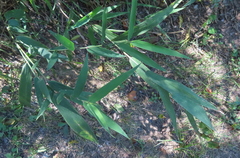 Chasmanthium latifolium