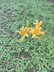 Lycoris aurea