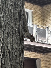Sciurus carolinensis