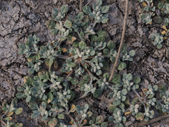 Glinus lotoides
