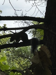 Sciurus carolinensis