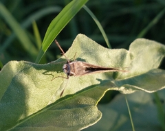 Lerodea eufala eufala