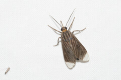 Episcepsis capyscoides