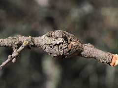 Andricus chrysolepidicola