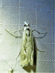 Parapediasia hulstellus