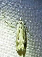 Parapediasia hulstellus