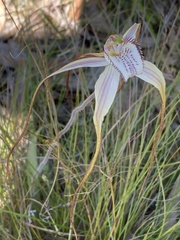 Caladenia venusta
