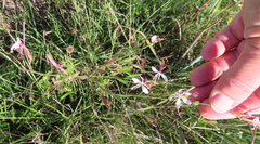 Gaura