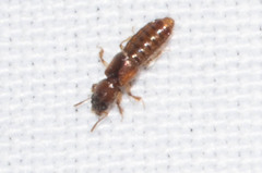 Bledius